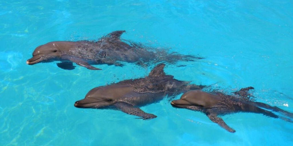 Dolphinaris's tweet photo. Bottlenose #dolphins are the most common and well-known type of dolphin. https://t.co/wr04PF6fUt
