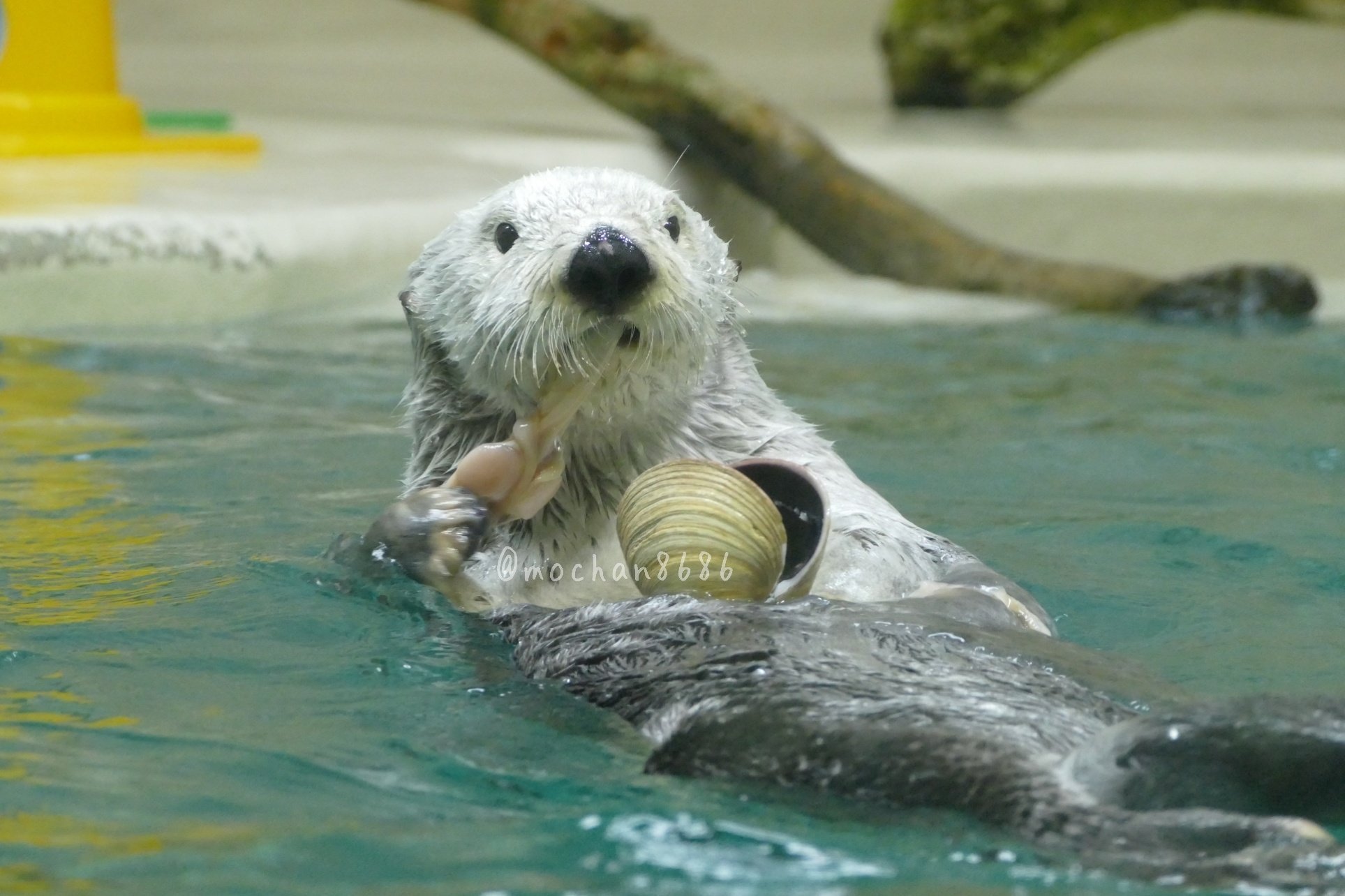 もっちゃん Twitter पर 貝を食べるメイちゃん ラッコ 鳥羽水族館 T Co Vzzhegngov Twitter