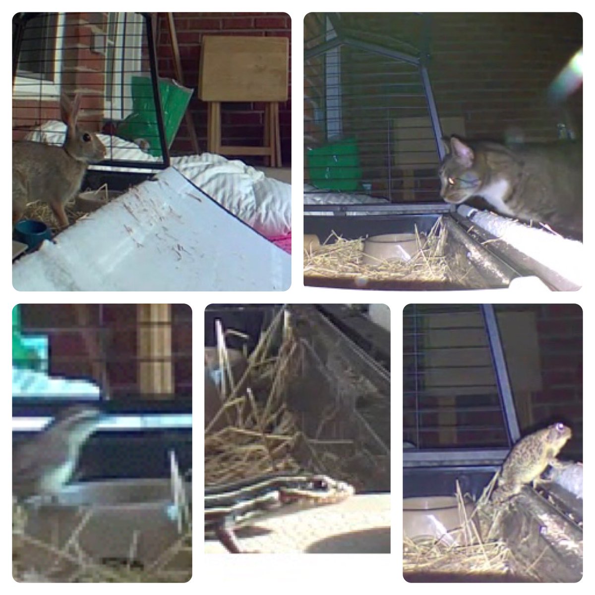 ahillesland's tweet photo. Bird, lizard, frog, rabbit, cat. Many creatures love the condo on back patio. #rabbitcam https://t.co/co6oTbs6uU