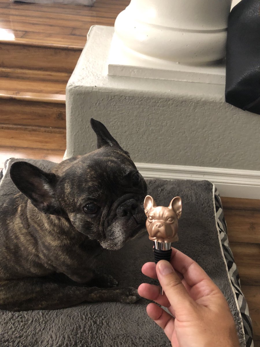 robcardenas_'s tweet photo. Buster - meet our new Frenchie. Doesn’t pee on our carpet, attack our houseguests or openly masturbate 30-40 times a day.....and takes care of our wine. #goodboy #frenchie #bullystyle #novelconcepts #hescrazybutwelovehim🐶 🐾 https://t.co/RhJyiVKKOM
