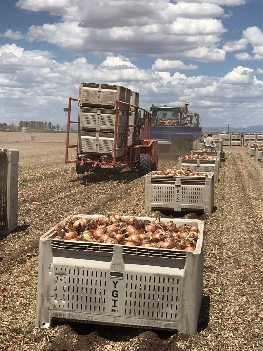 spcropdoc's tweet photo. Onion harvest in New Mexico, high quality and great size will help our customer compete in a very competitive market! https://t.co/mmac6sfhKS