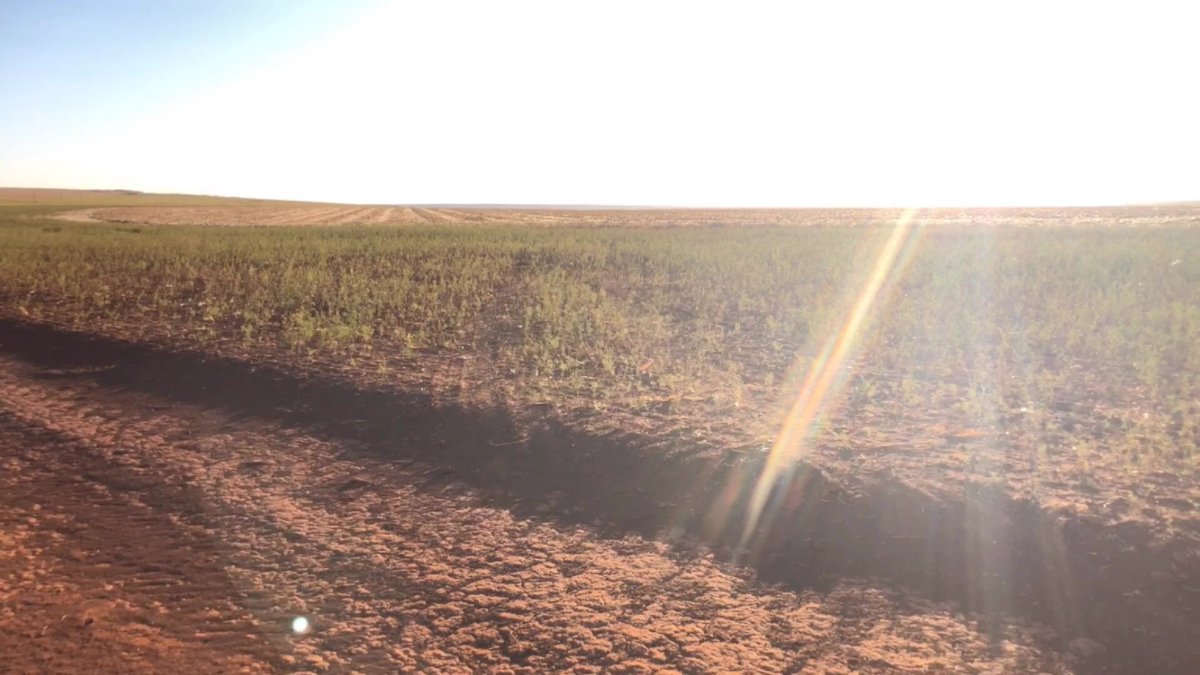 precision_chris's tweet photo. Checking out some fields in Brazil with the @precisionplant team. #Spacing, #Singulation, and #Energence matter. https://t.co/XYSdp9UBHJ