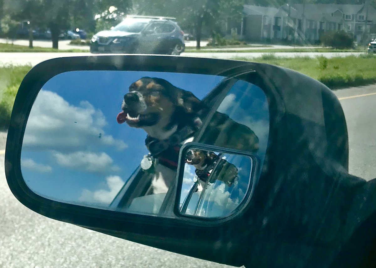 Ruby say forty miles an hour has the too fast for her. I can’t keep up with all the smellings but I am doing the giving of my best shot!