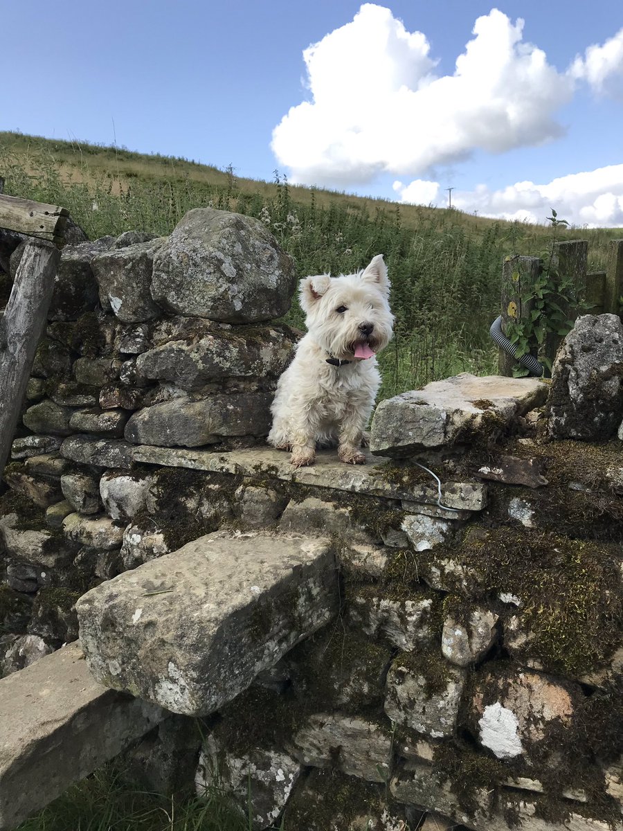elainepye1's tweet image. Lovely afternoon for a walk with the biggest and littlest members of the family!
#AHPsActive #loveactivityhateexercise