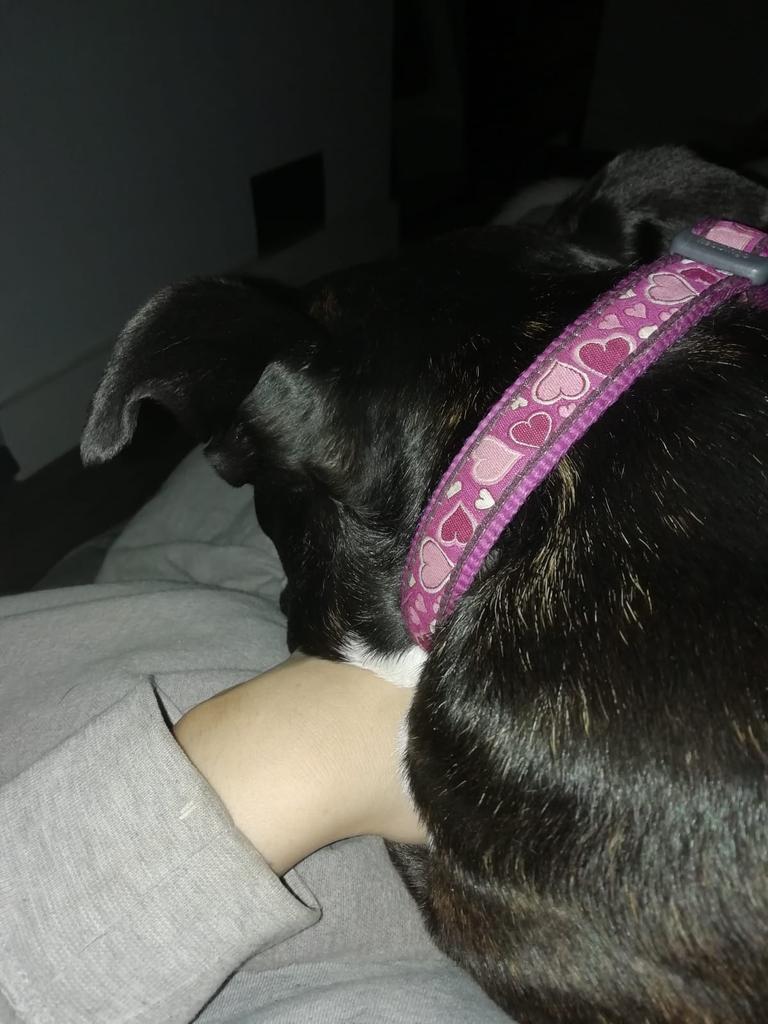 even after the busiest days I find it hard to sleep unless I am holding paws wiv a hooman fren #staffylove #adoptdontshop #StaffordshireBullTerrier #doglove