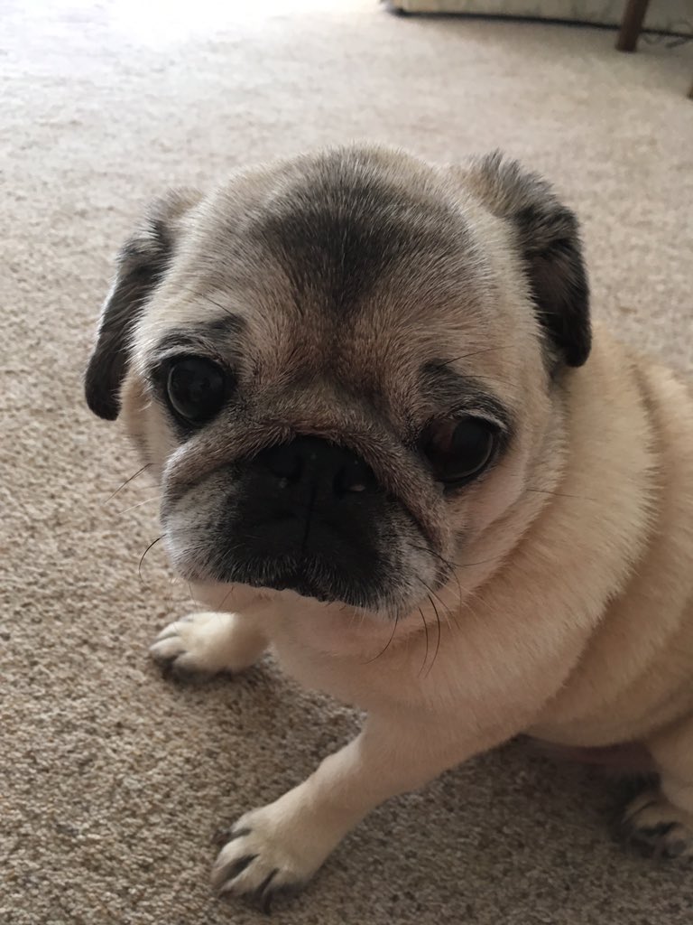 curly haired pug