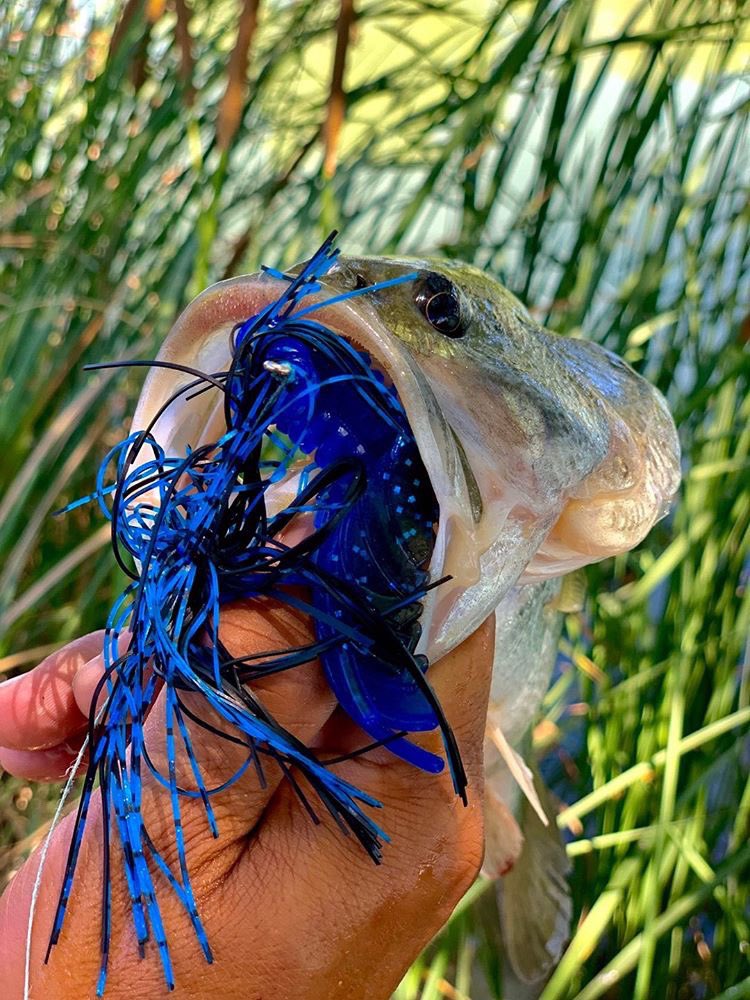 VenomLures's tweet photo. What’s the best trailer for a Black &amp; Blue Punch Rig? 🤷‍♂️ How about a Black &amp; Flip’n Blue Dream Craw! 🤩  Only found here! 🐍🎣🔨🔥 #venomlures #dreamcraw #flipnblue #getvenomgetbit
https://t.co/sPDGLUdnKz https://t.co/I9ZBl8bpvn