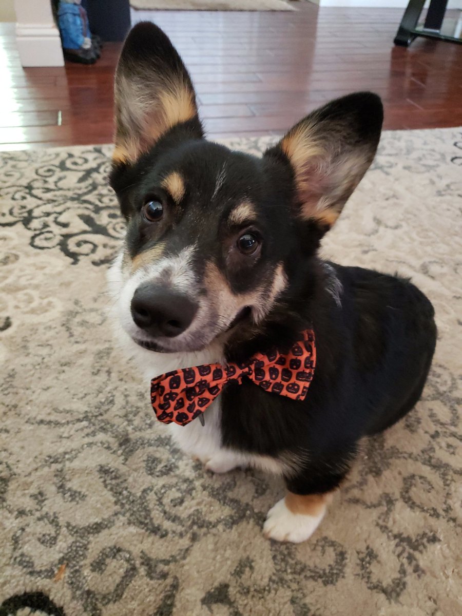 SpookyHorrorGal's tweet photo. Dexter Corgan is ready for #Halloween too! 🎃🍁
#corgi #corgipuppy #pembroke #cardigan #cute #mystinker https://t.co/0zIimTla5Y