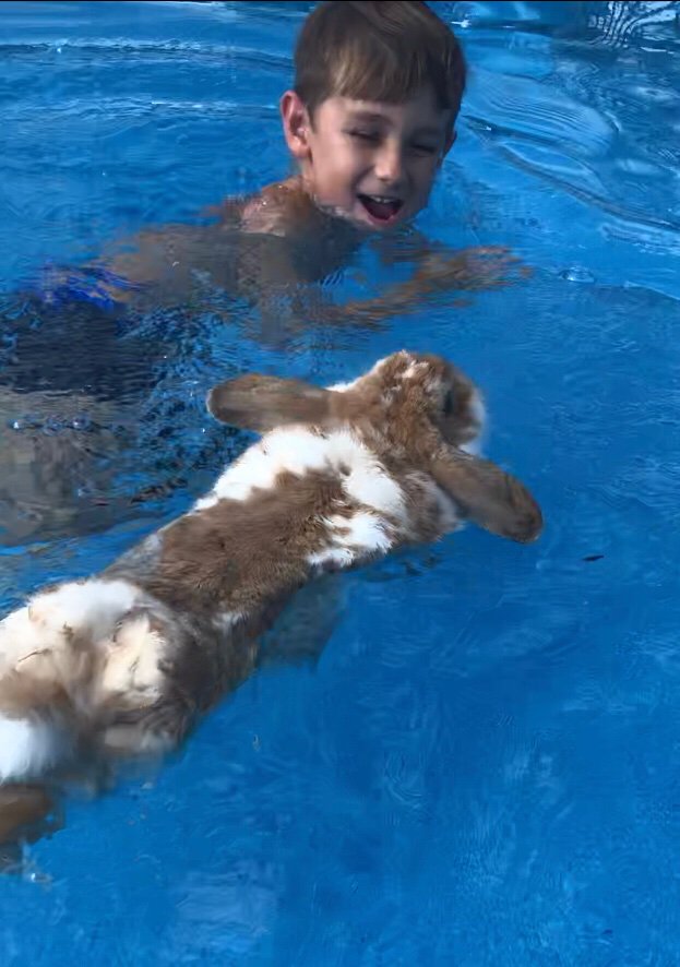 Heat wave has Caramel Corn wanting to swim with C! Who knew rabbits could swim 😜
#hotsummerdays#rabbitscanswim
