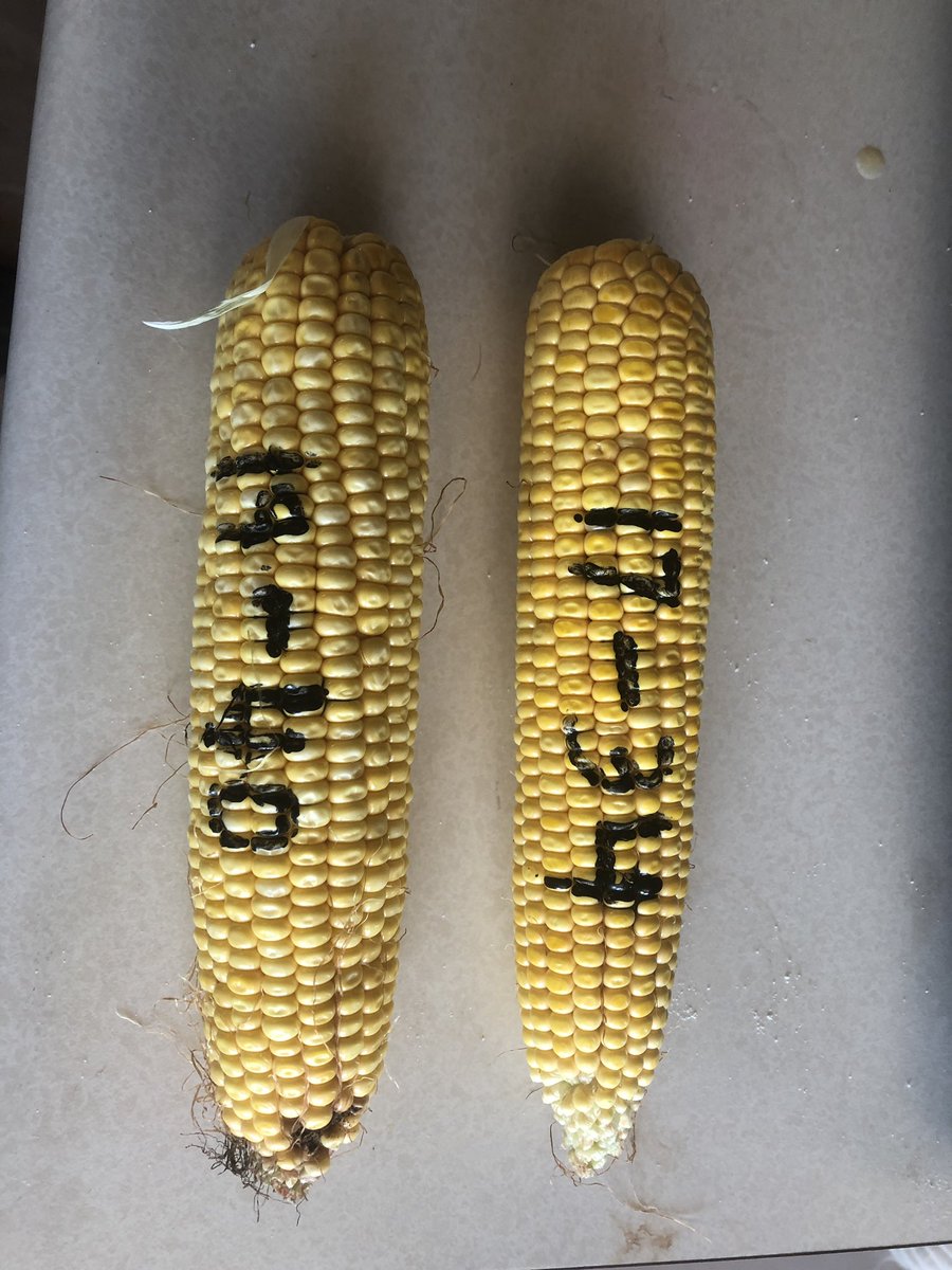 Farmer247Wayne's tweet photo. Dryland corn 2019.                          Witch one is what.                       Pioneer P1151AM
Channel 211-35STXR1B                                   First number is kernels around the second is kernels long. https://t.co/fVCfbBfGIO