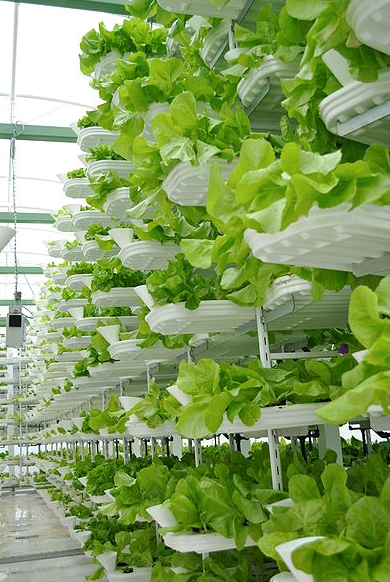 xVirity's tweet photo. The Upward Trend for #VerticalFarming

https://t.co/pTeCs6K3Og https://t.co/bo1CzH22fz