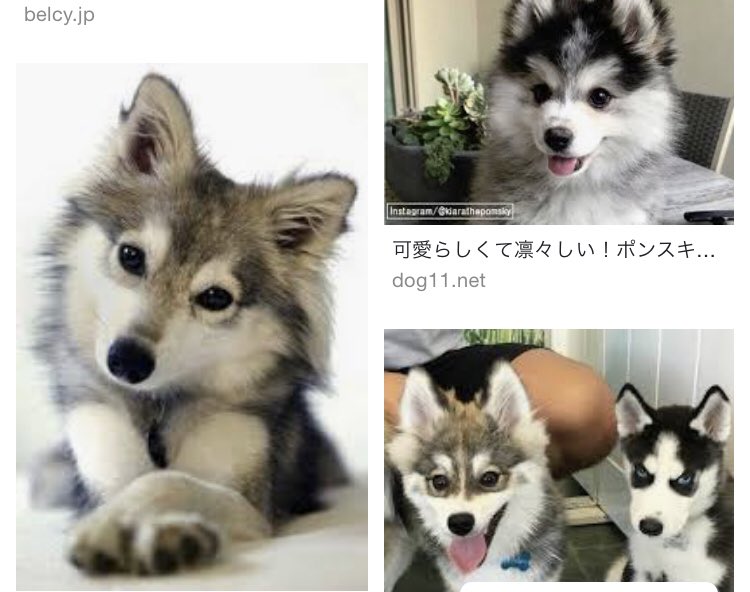 萌えないゴミクズ V Twitter チワックスとかコギプーとか謎の犬種の掛け合わせやめーや派なんだけどポンスキー ポメラニアン ハスキー は見た目がツボすぎて評価せざるをえない