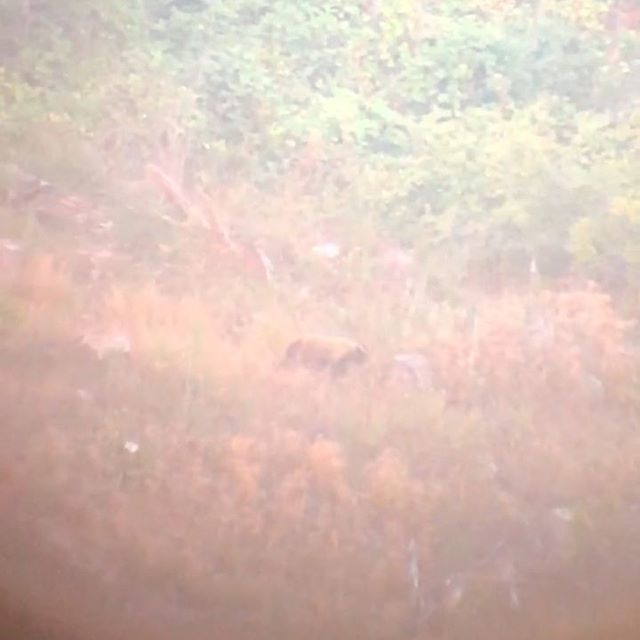 PKDOUT's tweet photo. First one of the fall season! Blondie!
These things do more harm on deer than you think! @phoneskope
•
•
•
#BlackBears #BlondeBear #HuntOregon #Bears #PKDOut https://t.co/zAGPNFH4Nw