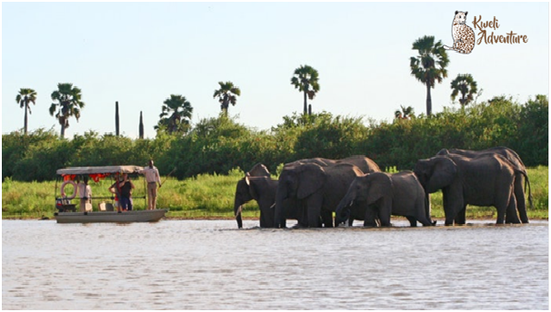 kweliadventure's tweet photo. # SelousGameReserve is home to a dizzying number of animals including over 200,000 Cape buffalo, 80,000 wildebeest, 30,000 elephants, and many timing wildlife. 

Meet the huge variety of wildlife @https://kweliadventure.com/selous-game-reserve/ https://t.co/ExWwLRi69M