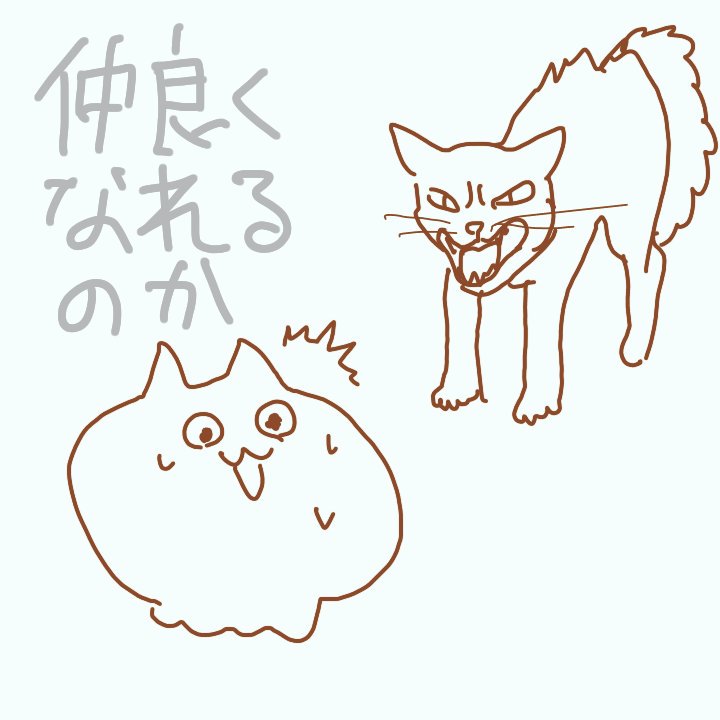猫動画とかよく見てるのに、猫けなくて笑った。
そわそわと猫は仲良くなれるのでしょうか? 