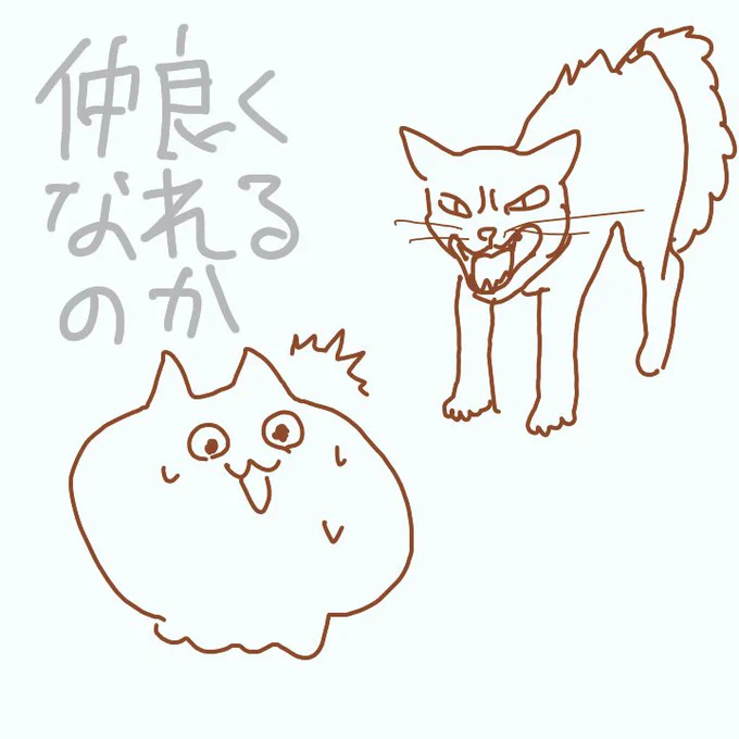 猫動画とかよく見てるのに、猫けなくて笑った。
そわそわと猫は仲良くなれるのでしょうか? 