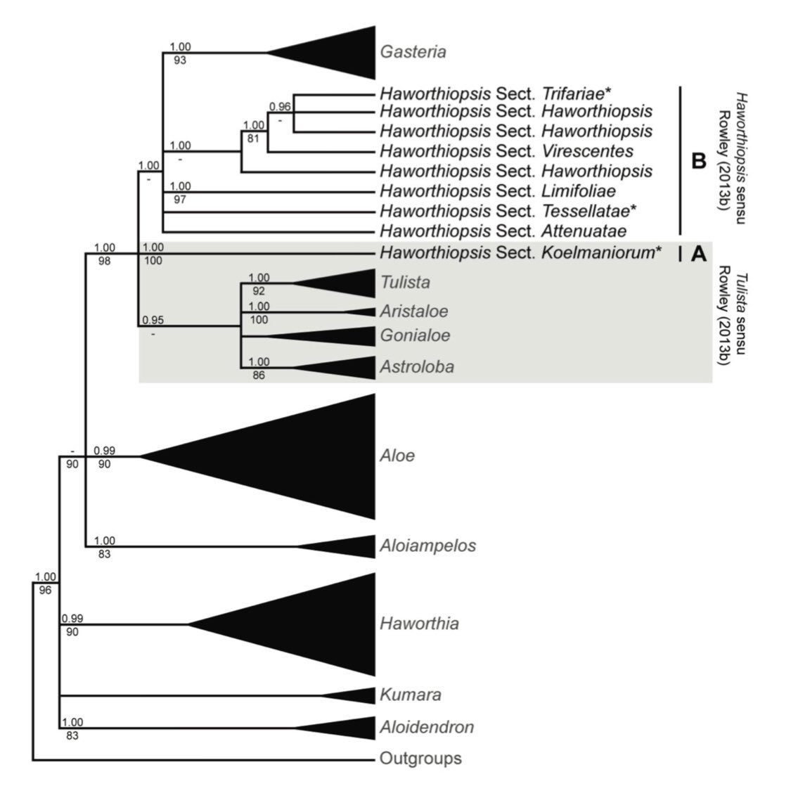 SuccInterrup_'s tweet photo. @BobStewart723 From the Manning 2014 article as shown in the Gildenhuys/Klopper Haworthiopsis paper. https://t.co/Bbl1Cy8LxA