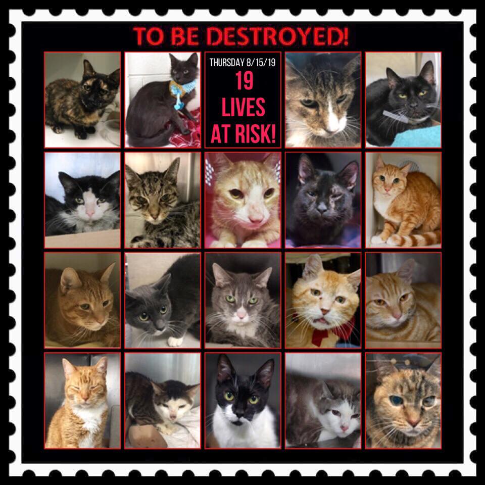 ctmidnightcat's tweet photo. Go here &amp; see all info &amp; make any reservation(s): https://t.co/fJ3fu4T6L9

💔They only have until 12 PM Thursday!
🚨TO BE KILLED 08/15/19
#urgentpodr #CatsOfTwitter #deathrowcats #NYC #catsofnyc #savealife #beahero #SaveThemAll #AdoptDontShop #adoptapet #ADOPT #foster https://t.co/CWYIwE7b8E