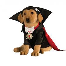MaskedUnderwear's tweet photo. Im dogula! Fear me! #vampire #cute #puppy #notmine #halloween #costume #arf #funny #meme #dogula #dracula #fear #me https://t.co/6IF7KKi8im
