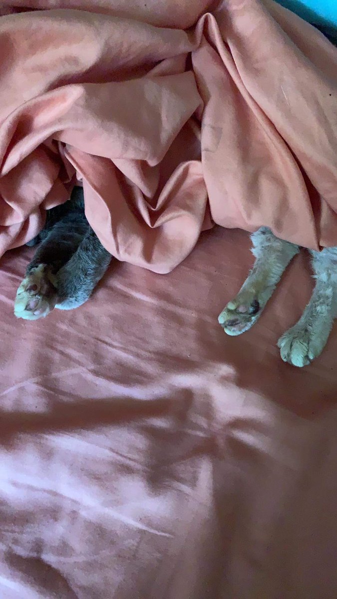 mad_harlot's tweet image. This is Gracie Belle.    She’s got the right idea #itsbedtime