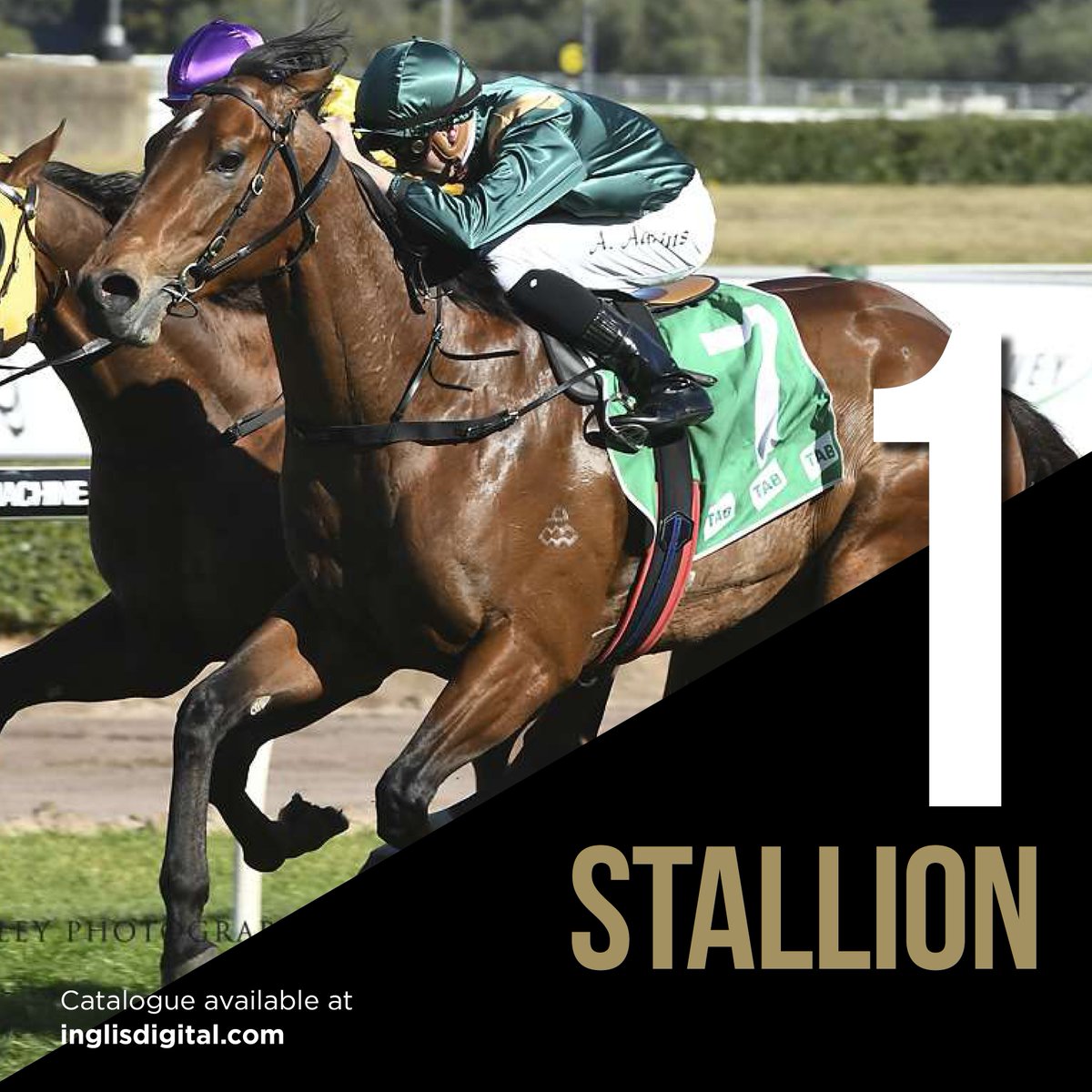 inglis_sales's tweet photo. ⏳ Final Countdown of bidding in @InglisDigital's August (EARLY) Online Sale commences at 3pm TODAY. Plenty of quality in the 130-strong catalogue: Tried horses, broodmares, race fillies, yearlings & stallion prospect Dracarys 📌https://t.co/dRyJmQJIEA #ProvenSource #TrustedName https://t.co/1k7IjDdH3u