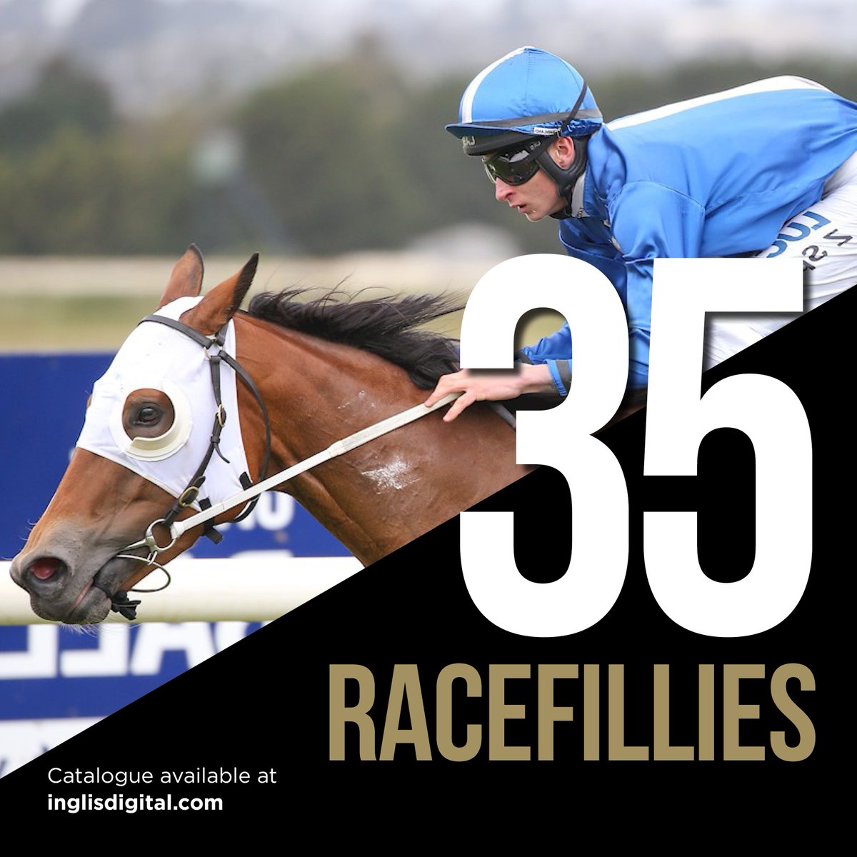 inglis_sales's tweet photo. ⏳ Final Countdown of bidding in @InglisDigital's August (EARLY) Online Sale commences at 3pm TODAY. Plenty of quality in the 130-strong catalogue: Tried horses, broodmares, race fillies, yearlings & stallion prospect Dracarys 📌https://t.co/dRyJmQJIEA #ProvenSource #TrustedName https://t.co/1k7IjDdH3u