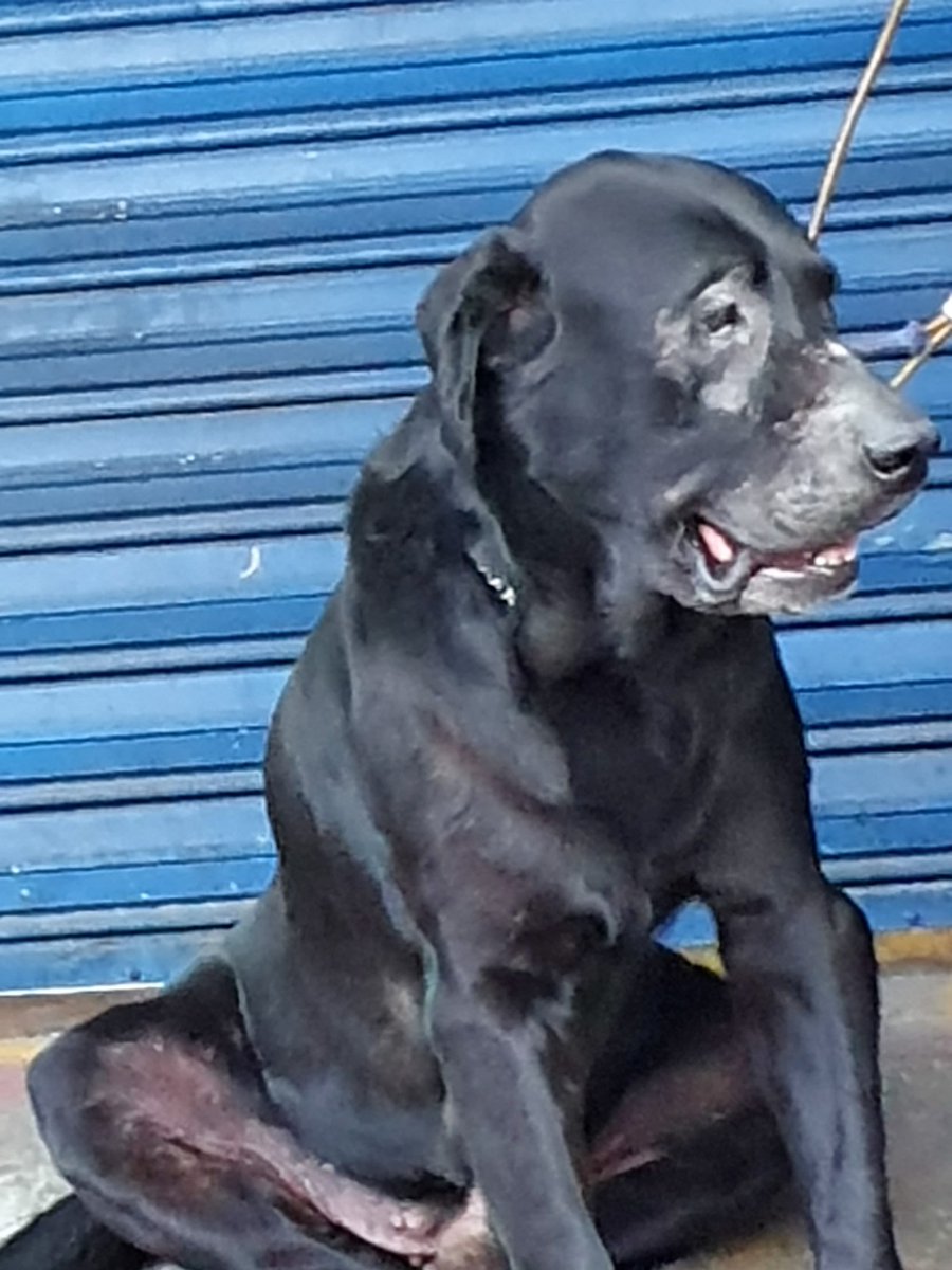 tochito230680's tweet photo. Perrito amarrado... 😥😥😥🐕🐕 av talismán y N82 😥😥🐕🐕🐕🐕 #gam #nomaltrato #amatuperro https://t.co/OQG4MWwtyR