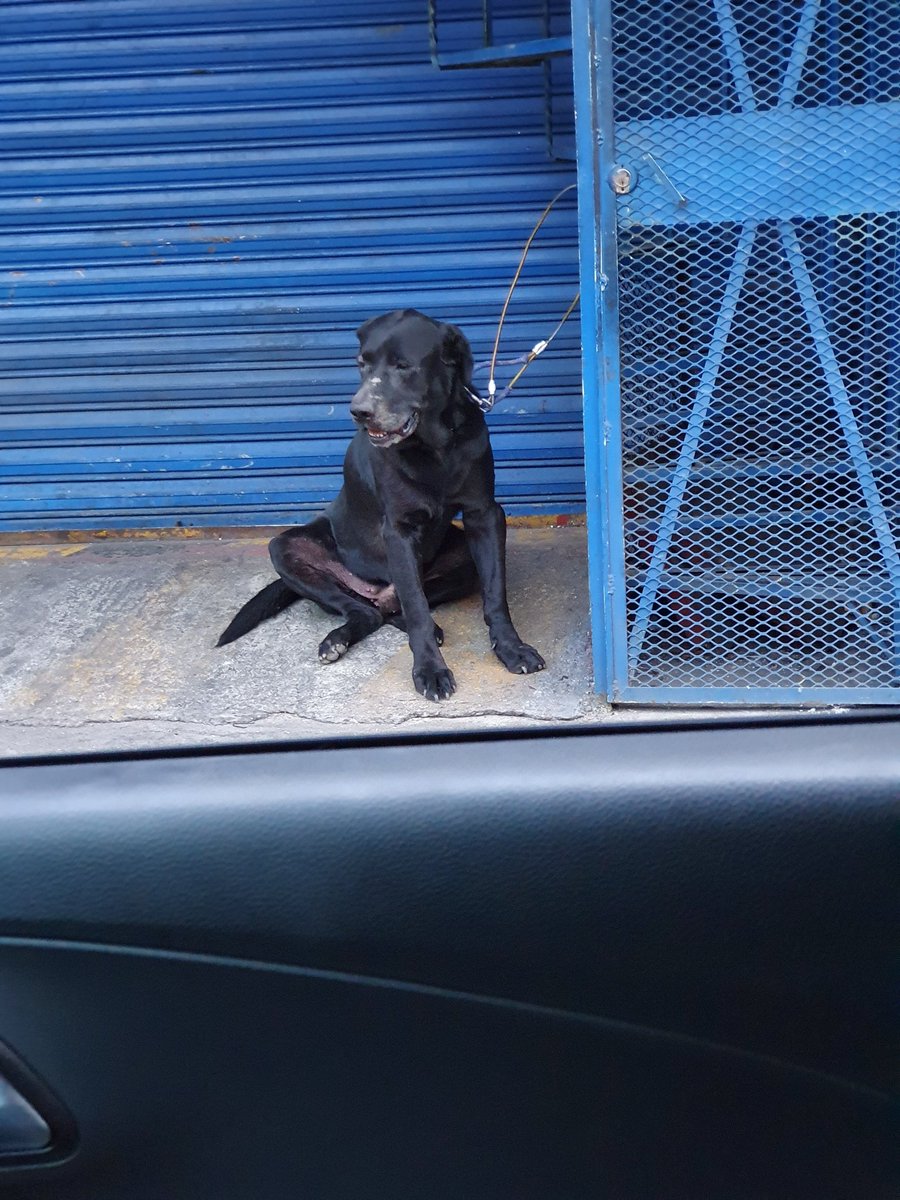 tochito230680's tweet photo. Perrito amarrado... 😥😥😥🐕🐕 av talismán y N82 😥😥🐕🐕🐕🐕 #gam #nomaltrato #amatuperro https://t.co/OQG4MWwtyR
