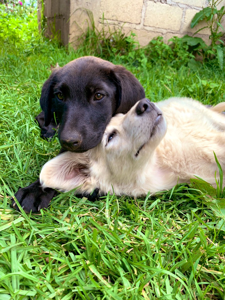 Siempre que voy a Ocuilan encuentro nuevos perritos y me dejan nombrarlos. Ahora conozcan a Ying y Yang.