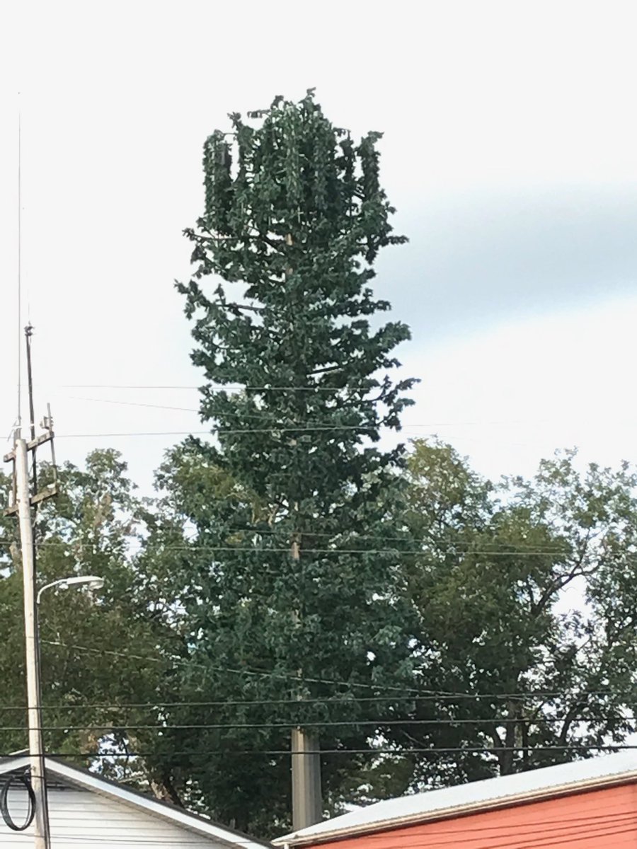 Noblestheman's tweet photo. New RF tower in @highlandsnc  well camouflaged as a tree. Telcos are getting better. https://t.co/IwMD3HFyog