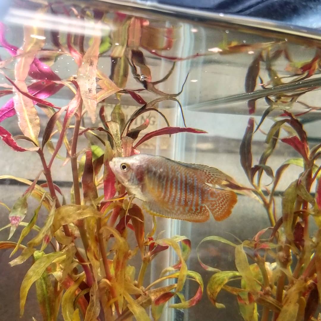 mshagenscience's tweet photo. This year's #classpets include #frogs 🐸 #shrimp 🦐 #snails 🐌 and #gourami and #guppy #fish 🐠

#bhwarriorpride #scienceclass #iteachscience #iteach8thgrade https://t.co/fBNWUTqi9a