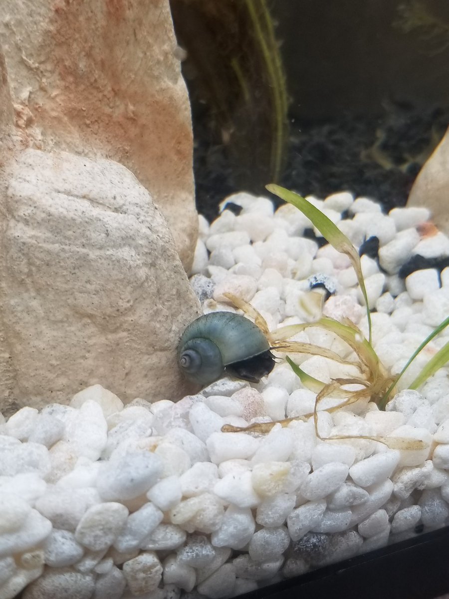 mshagenscience's tweet photo. This year's #classpets include #frogs 🐸 #shrimp 🦐 #snails 🐌 and #gourami and #guppy #fish 🐠

#bhwarriorpride #scienceclass #iteachscience #iteach8thgrade https://t.co/fBNWUTqi9a