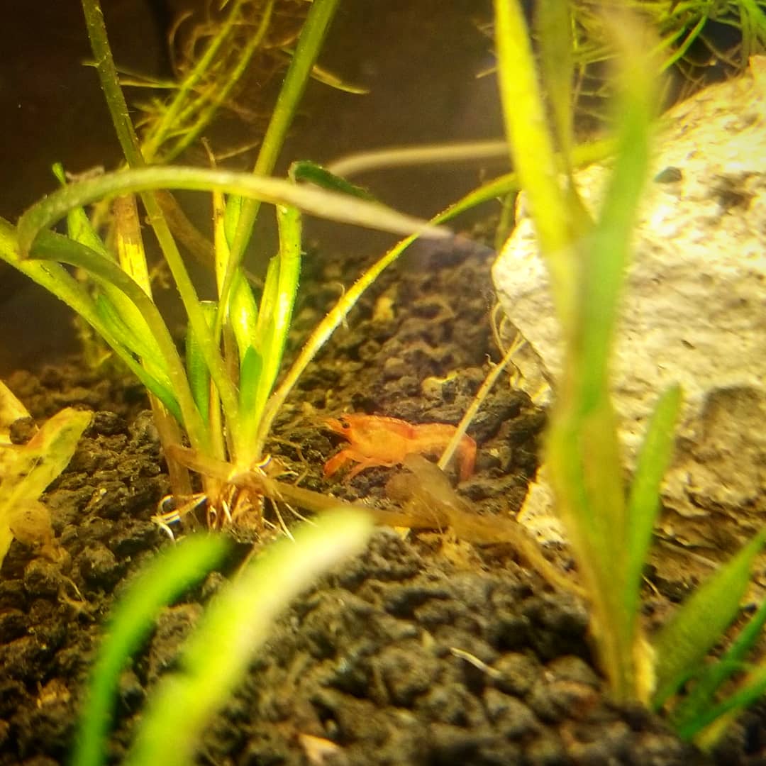 mshagenscience's tweet photo. This year's #classpets include #frogs 🐸 #shrimp 🦐 #snails 🐌 and #gourami and #guppy #fish 🐠

#bhwarriorpride #scienceclass #iteachscience #iteach8thgrade https://t.co/fBNWUTqi9a