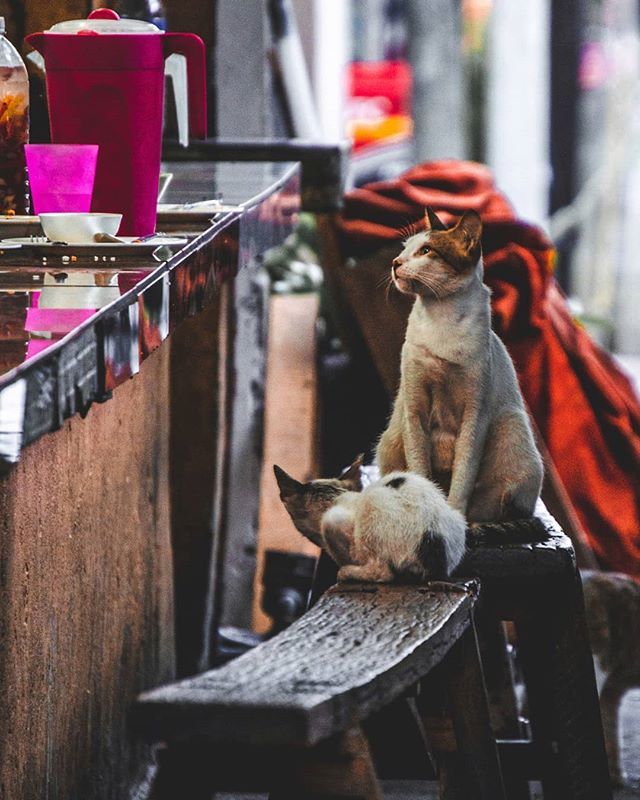 jarnx's tweet photo. Feed me
#Streetsofmanila
#DMTravelseries
#philippinesgram
#talaarawanph
#grammerph
#ordinarymanila
#phsp
#storista
#phdiscovers
#thestreetpr0ject
#everydayphilippines
#inframeph
#pilipinascollective
#storiesin360
#catsofinstagram
#cats
#catsofig
#cats_… https://t.co/W3dMXKXMFK https://t.co/3QhYsKgPPb