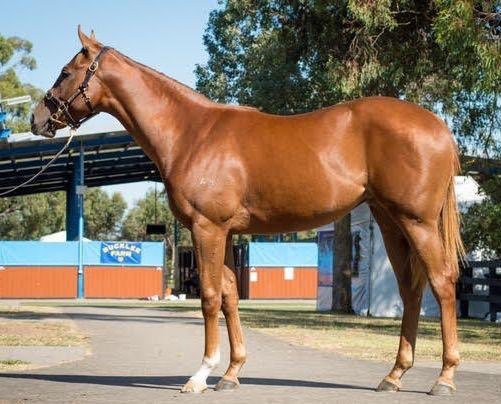 sharingwinners's tweet photo. Kobe Princess steps out at Sale in Race 8 on Thursday, ridden by Noel Callow. track heavy. Best of luck to everyone in Kobe. Let’s hope she puts her best foot forward. @clanbrooke @sharingwinners @LOliverRacing #gokobe #changeofluck #vicracing #chestnut #goodlooker https://t.co/nk4lFbu2Ku