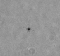 MargaretBrisbin's tweet photo. Here are my favorite #tinypretty acantharians from sorting plankton images all week. One big and one liiiiittle. Actually, they are both pretty tiny--everything is relative! Happy #TinyPrettyTuesday, a weekly (sort-of) celebration of #plankton, #protists, &amp; #microbes. https://t.co/CTYfqw9ElP