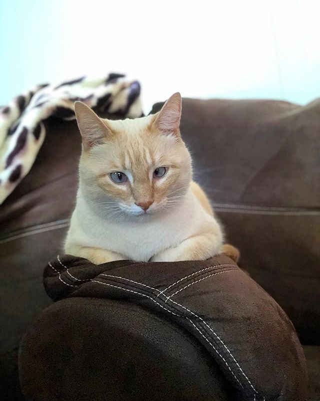 NikoandTed's tweet photo. Sorry not sorry for the Niko spam😼 -
-
-
#tabbycat #cats #catsofinstagram #cat #of #tabby #catlover #kitty #instacat #meow #catoftheday #kitten #catstagram #instagram #adoptdontshop #tabbycatsofinstagram #caturday #pets #rescuecat #world #catmom #fol… https://t.co/xsdPVUeE6j https://t.co/Qwyfr1FfBh