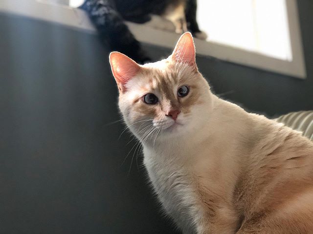 NikoandTed's tweet photo. (Not so) Patiently waiting for his turn sitting in the window! -
-
-
#tabbycat #cats #catsofinstagram #cat #of #tabby #catlover #kitty #instacat #meow #catoftheday #kitten #catstagram #instagram #adoptdontshop #tabbycatsofinstagram #caturday #pets #rescu… https://t.co/DnlbYi5455 https://t.co/PNsOfd9a6F