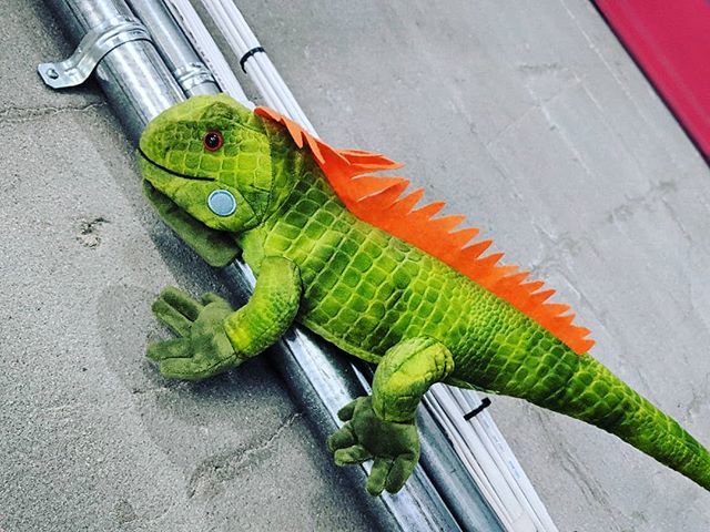 TYTMariguana's tweet photo. I escaped the cage and am roaming around the office #mariguana #tytlizard #tytmascot #tyt https://t.co/gfyeFeBZRj https://t.co/j7afQGMDyH