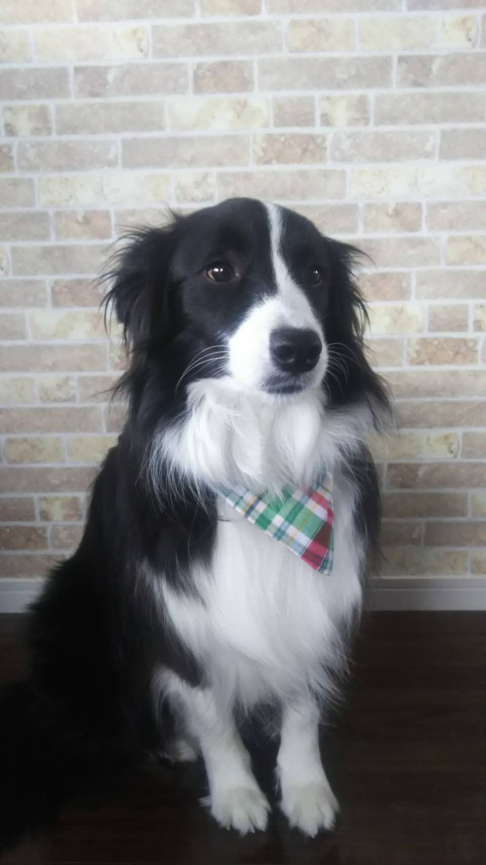 ラブリーくっく 手作りのバンダナ 美人だね ボーダーコリー かわいいワンコ 手作りバンダナ T Co Ek6uqz9ajb Twitter