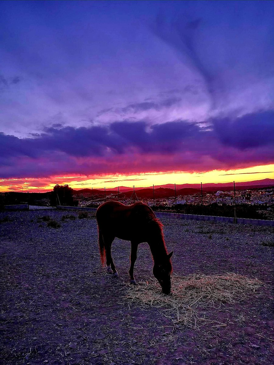 Que belleza de caballo y puesta de sol.. tremenda foto 😍🐴

So wonderful pic, horse and sunset 😍

#photography #PuestadeSol #love #sky  #Atardecer #nature #travel #travel #BeautifulWorld #Horses #Martes13 #Extremadura #wanderlustXL #life 

Enjoy your Life Enjoy your Time ❤
👇