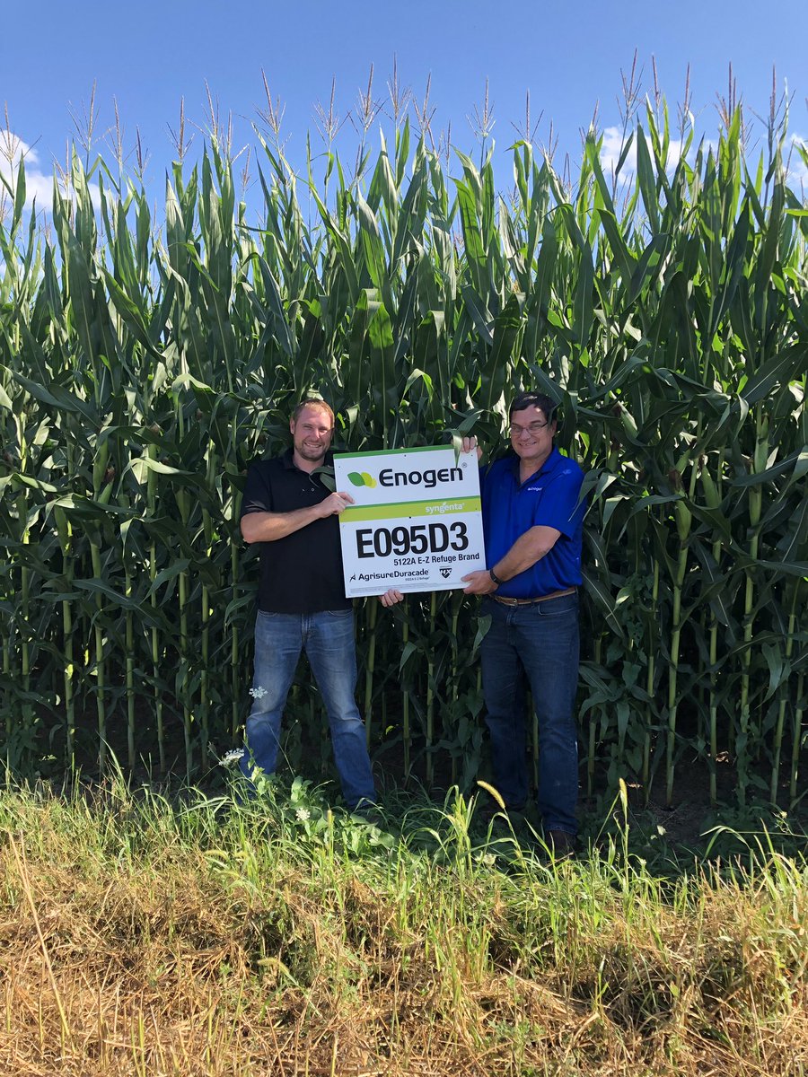 Who said a 95 day Hybrid can’t yield for silage.... Enogen E095 is showing off in northern NY #EnogenFeed #impressive #HappyFarmer