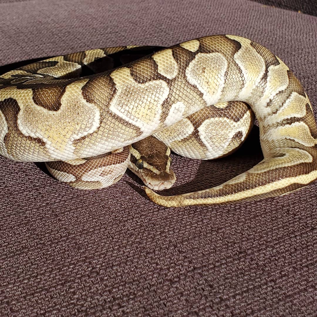 BerrysBalls1's tweet image. Little miss Lemmon is so cute and shy. 

#ballpython #lesserballpython #reptiles
