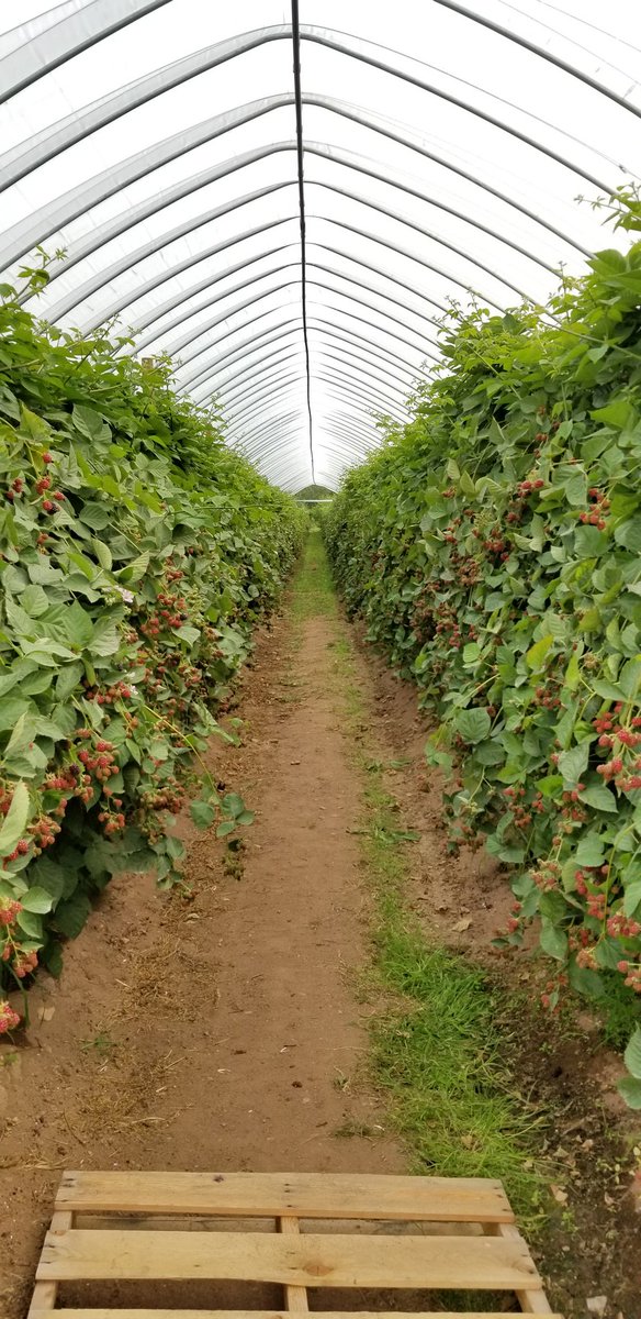 RebeccaOC9's tweet photo. I was a tourist in my own province today π #exploreNS #HowNSAgs #workation @Truroagromart @agromartgroup https://t.co/JVPWzeXwDN