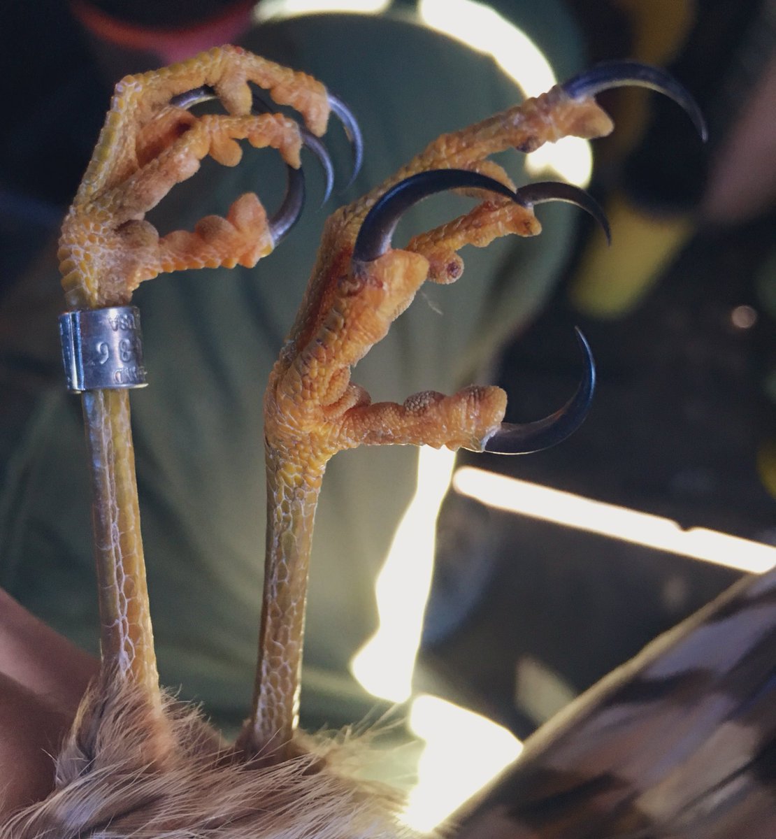 talonDNA's tweet photo. The razor-sharp talons of a Sharp-shinned Hawk...#TalonsTuesday #sharpshinnedhawk https://t.co/xe2czVNa1f