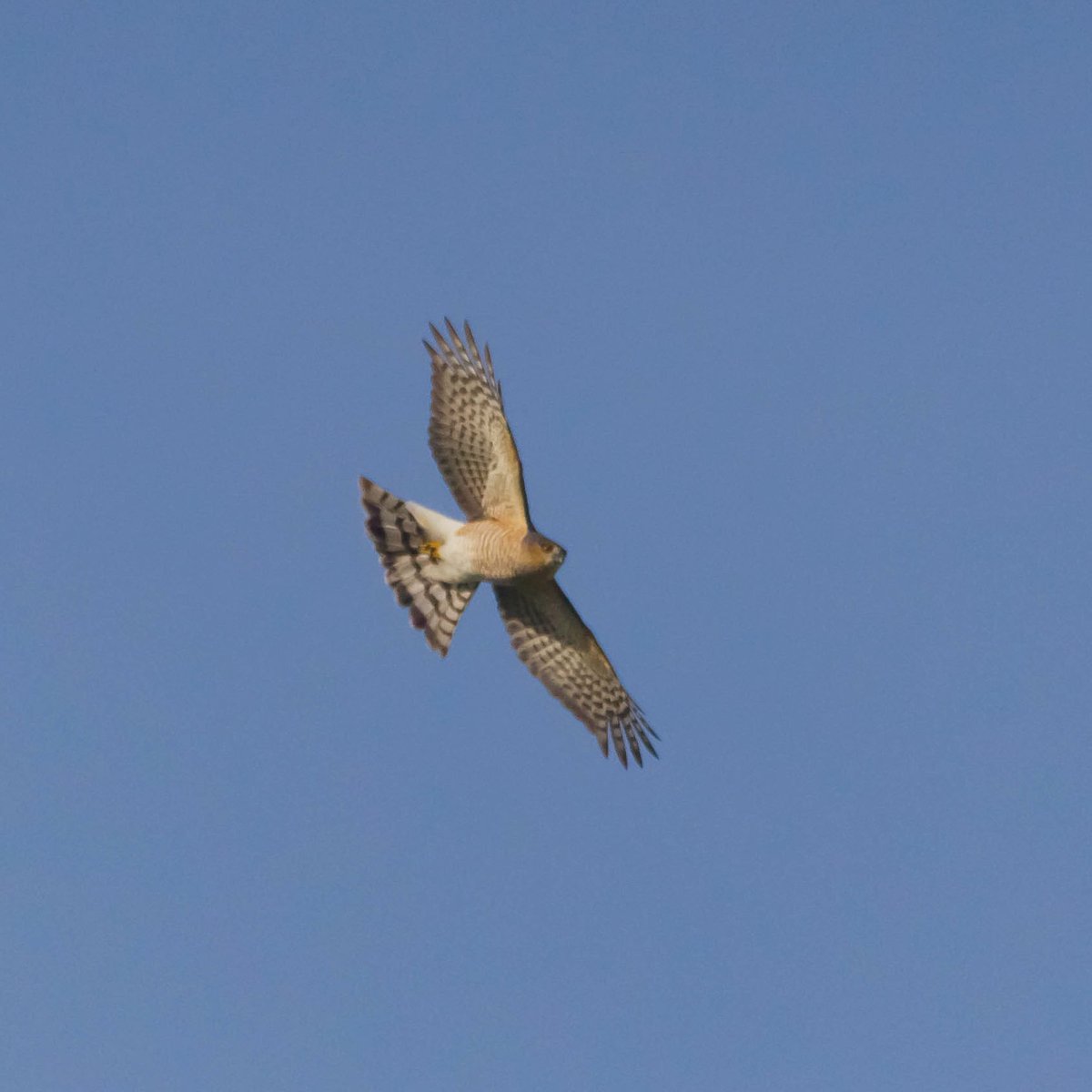 talonDNA's tweet photo. The razor-sharp talons of a Sharp-shinned Hawk...#TalonsTuesday #sharpshinnedhawk https://t.co/xe2czVNa1f