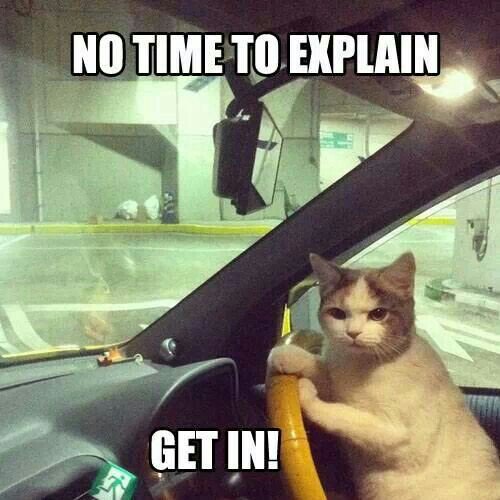 kimcormack's tweet photo. #lol #laughtertherapy #msfightclub #shenanigans #catstagram #CatsOnTwitter https://t.co/uvfrNfCejv