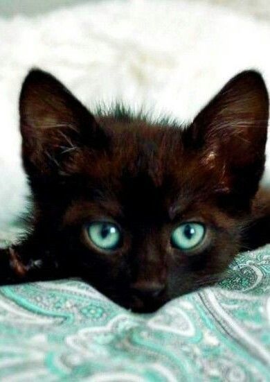 catloversonly's tweet photo. Just Pinned to Black Cats: Cute black kitten. https://t.co/z3QH0efHjA https://t.co/2OwAMKAeNU