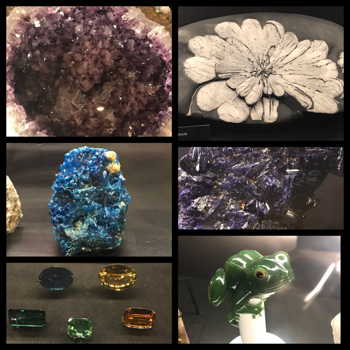 BearlyFriends's tweet photo. Amazing day @MuseumofNature with @Keltool #teachersonsummerbreak #teacherroadtrip #butterflyexhibit https://t.co/vGbGIN8ZGf