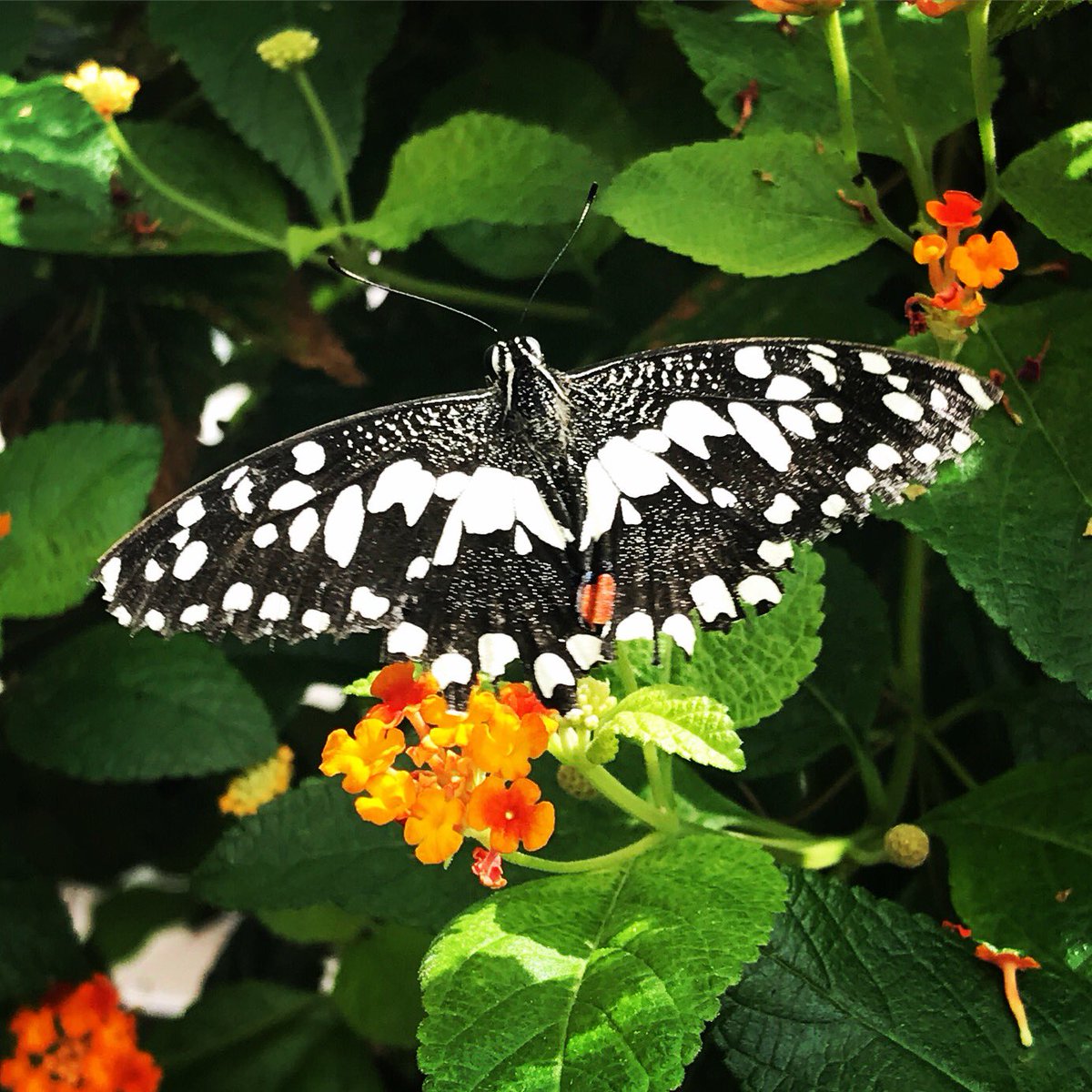 BearlyFriends's tweet photo. Amazing day @MuseumofNature with @Keltool #teachersonsummerbreak #teacherroadtrip #butterflyexhibit https://t.co/vGbGIN8ZGf